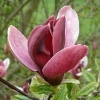 Magnolia nigra